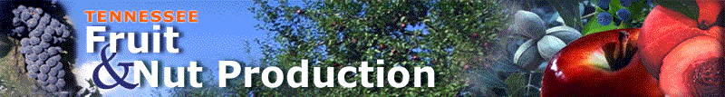 Photo Collage: Fruit & Nut Production Header with assorted production fruits
